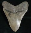 High Quality Lower Megalodon Tooth #5196-2